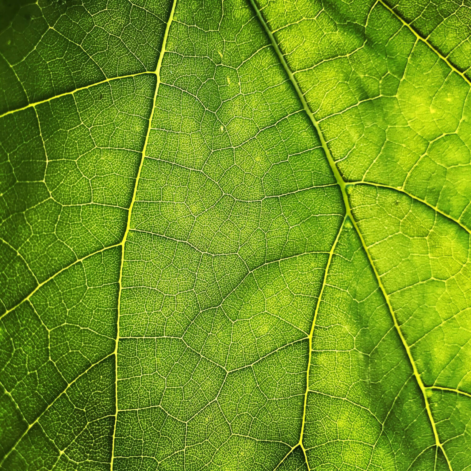 Redutiva ácida em corante disperso com produto biodegradável